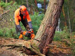 Best Stump Grinding and Removal  in Oak Bluffs, MA