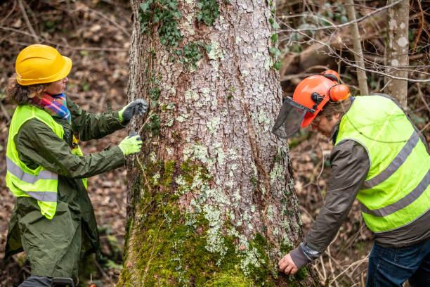 Best Emergency Tree Removal  in Oak Bluffs, MA