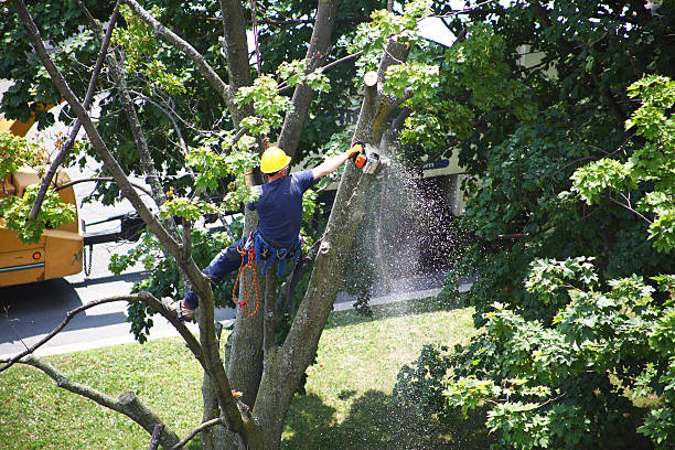  Oak Bluffs, MA Tree Care Pros